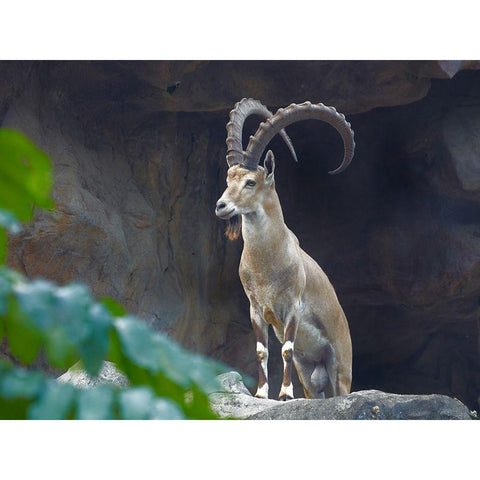 Nubian Ibex Gold Ornate Wood Framed Art Print with Double Matting by Fitzharris, Tim