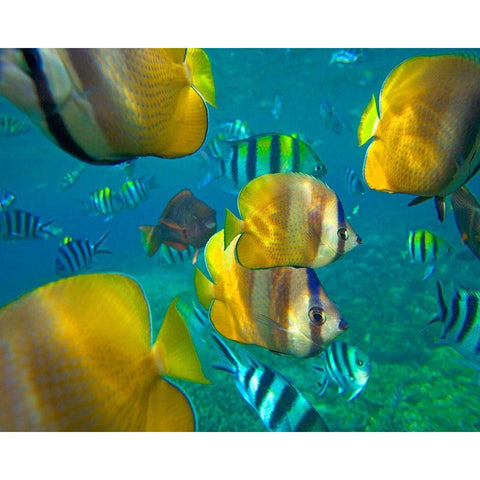 Blacklip Butterflyfish-Parrotfish-Sergeant Major Fish-Negros Oriental-Philippines Gold Ornate Wood Framed Art Print with Double Matting by Fitzharris, Tim
