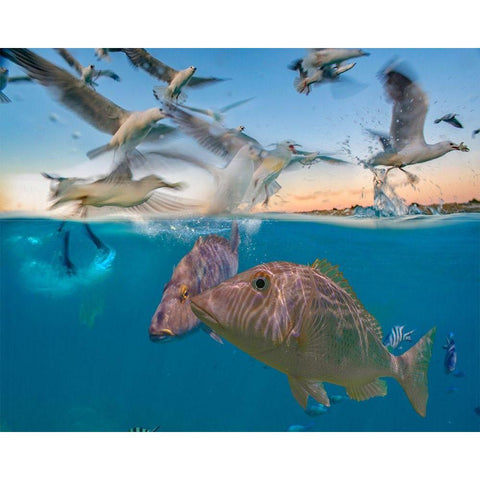 Snapper and gulls-Coral Coast-Western Australia Gold Ornate Wood Framed Art Print with Double Matting by Fitzharris, Tim