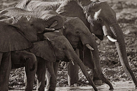 African elephants at a waterhole-Zimbabwe Sepia White Modern Wood Framed Art Print with Double Matting by Fitzharris, Tim