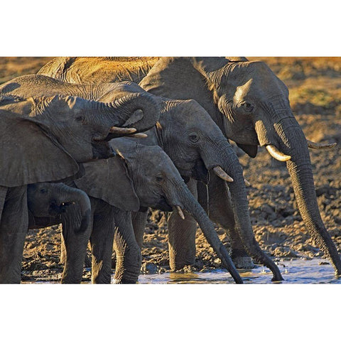 African elephants at a waterhole-Zimbabwe White Modern Wood Framed Art Print by Fitzharris, Tim