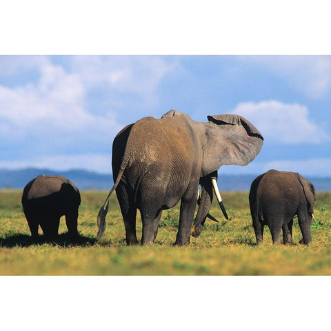 African elephants-Amboseli National Park-Kenya Gold Ornate Wood Framed Art Print with Double Matting by Fitzharris, Tim