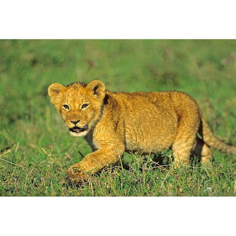 African Lion cub Black Modern Wood Framed Art Print with Double Matting by Fitzharris, Tim