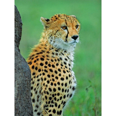 Cheetah Black Modern Wood Framed Art Print by Fitzharris, Tim