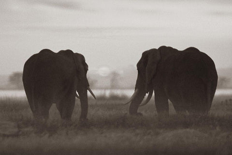 African Elephants at sunrise-Amboseli National Reserve-Kenya Sepia Black Ornate Wood Framed Art Print with Double Matting by Fitzharris, Tim