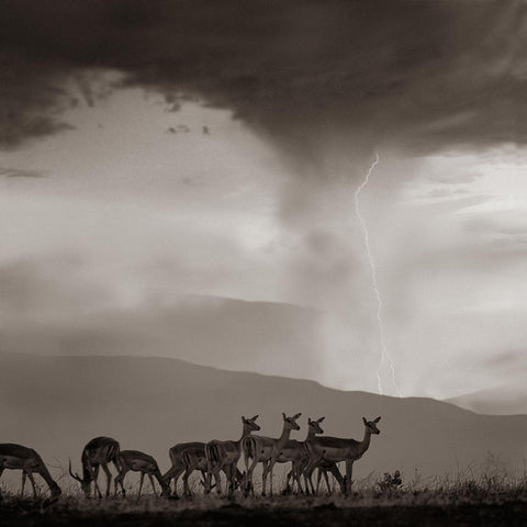 Impala and Lightning  Sepia Black Modern Wood Framed Art Print by Fitzharris, Tim