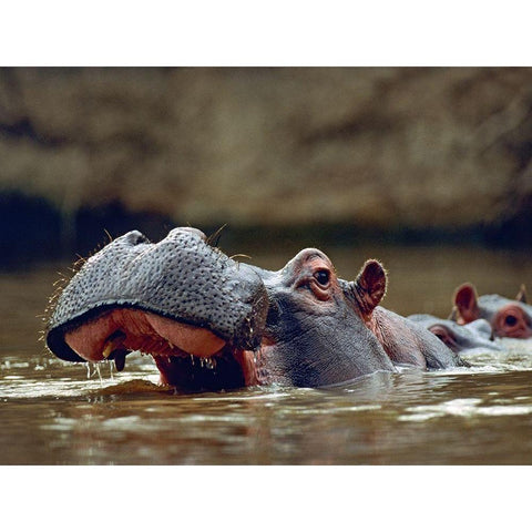 Hippopotamus-Kenya White Modern Wood Framed Art Print by Fitzharris, Tim