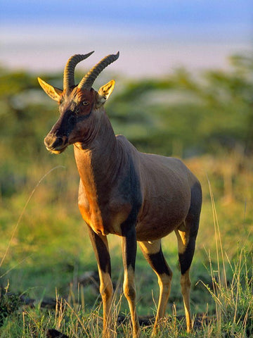 Kongoni-Kenya White Modern Wood Framed Art Print with Double Matting by Fitzharris, Tim