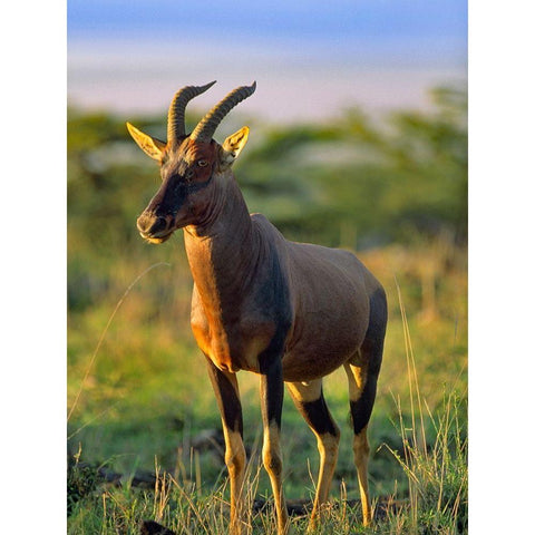 Kongoni-Kenya Black Modern Wood Framed Art Print with Double Matting by Fitzharris, Tim