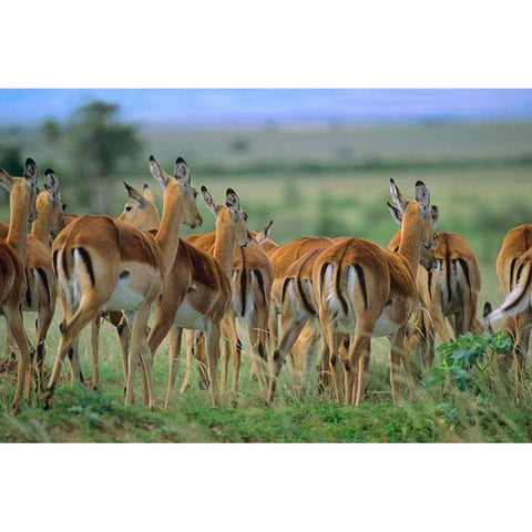 Impala Herd Kenya Gold Ornate Wood Framed Art Print with Double Matting by Fitzharris, Tim