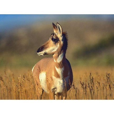 Pronghorn Antelope Gold Ornate Wood Framed Art Print with Double Matting by Fitzharris, Tim