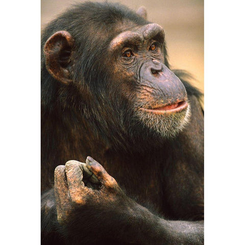 Primates Black Modern Wood Framed Art Print by Fitzharris, Tim