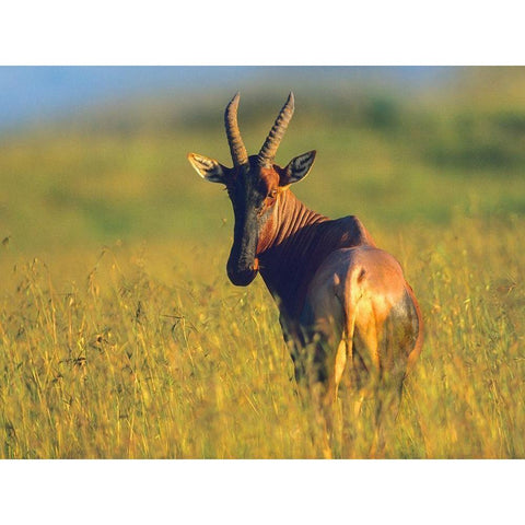 Topi Black Modern Wood Framed Art Print by Fitzharris, Tim