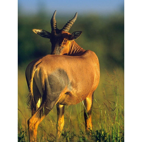 Topi-Kenya Black Modern Wood Framed Art Print with Double Matting by Fitzharris, Tim