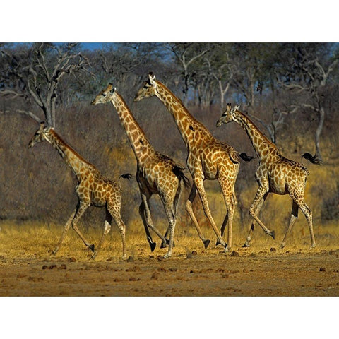 Masai giraffes running White Modern Wood Framed Art Print by Fitzharris, Tim