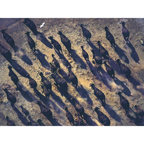 African buffalo stampede Black Modern Wood Framed Art Print by Fitzharris, Tim