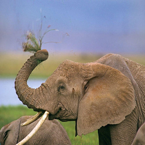 African elephant with cattle egret-Amboseli National Park-Kenya Black Modern Wood Framed Art Print with Double Matting by Fitzharris, Tim