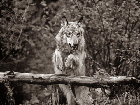 Gray wolf Sepia White Modern Wood Framed Art Print with Double Matting by Fitzharris, Tim