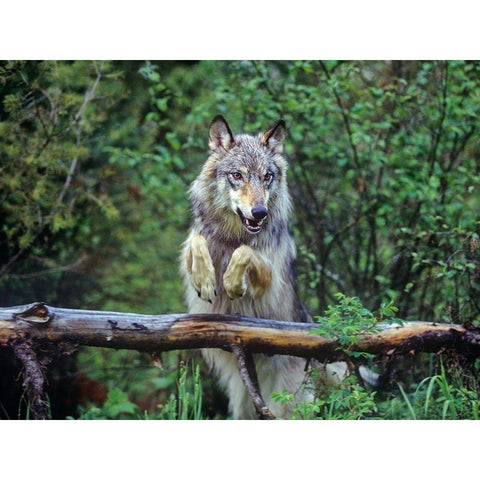 Gray wolf Gold Ornate Wood Framed Art Print with Double Matting by Fitzharris, Tim
