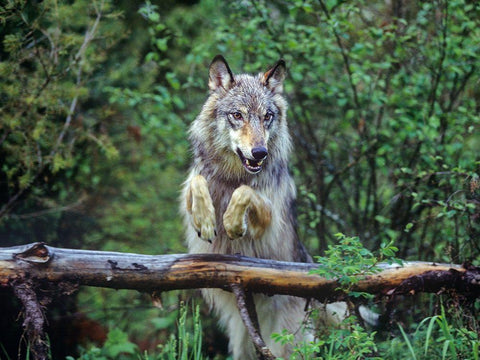 Gray wolf White Modern Wood Framed Art Print with Double Matting by Fitzharris, Tim