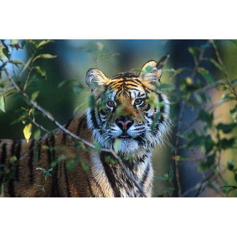 Siberian tiger Black Modern Wood Framed Art Print by Fitzharris, Tim