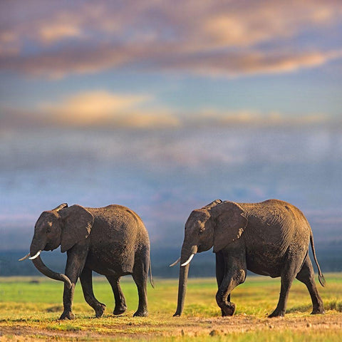 African elephants-Amboseli National Park-Kenya Black Modern Wood Framed Art Print by Fitzharris, Tim
