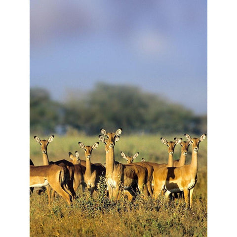 Impala herd-Amboseli National Park-Kenya Black Modern Wood Framed Art Print by Fitzharris, Tim