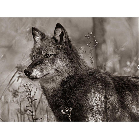 Gray wolf Sepia Gold Ornate Wood Framed Art Print with Double Matting by Fitzharris, Tim