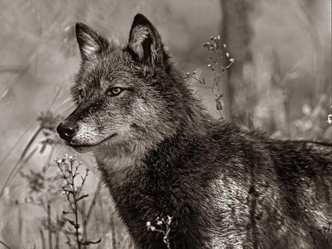Gray wolf Sepia White Modern Wood Framed Art Print with Double Matting by Fitzharris, Tim