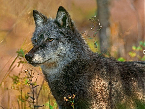 Gray wolf Black Ornate Wood Framed Art Print with Double Matting by Fitzharris, Tim