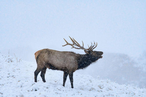 Bugling Elk-Yellowstone National Park-Wyoming Black Ornate Wood Framed Art Print with Double Matting by Fitzharris, Tim