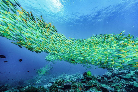 Yellow snapper school-Miniloc Island-Palawan-Philippines White Modern Wood Framed Art Print with Double Matting by Fitzharris, Tim