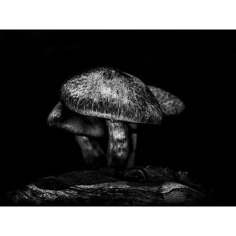 Toadstools on a Toronto Trail No 1 Black Modern Wood Framed Art Print by Carson, Brian