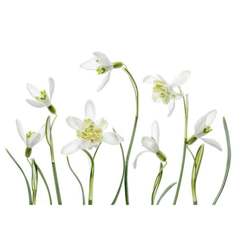 Spring Snowdrops Black Modern Wood Framed Art Print by Disher, Mandy