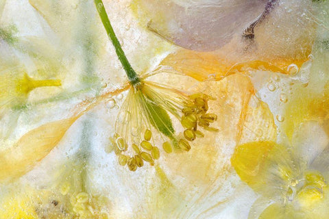 Papaver Ice White Modern Wood Framed Art Print with Double Matting by Disher, Mandy