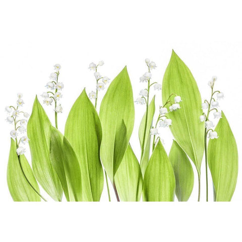 Lily of the valley White Modern Wood Framed Art Print by Disher, Mandy