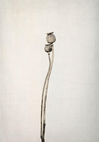 Two old poppies White Modern Wood Framed Art Print with Double Matting by Gronkjar, Lotte