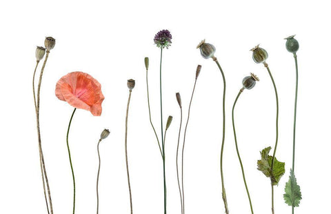 New a old Black Ornate Wood Framed Art Print with Double Matting by Gronkjar, Lotte