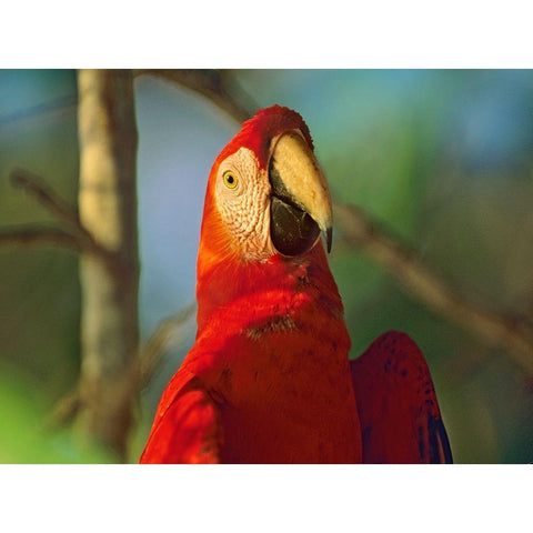 Scarlet Macaw Gold Ornate Wood Framed Art Print with Double Matting by Fitzharris, Tim