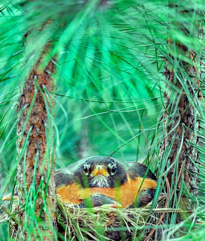 American Robin on the Nest White Modern Wood Framed Art Print with Double Matting by Fitzharris, Tim
