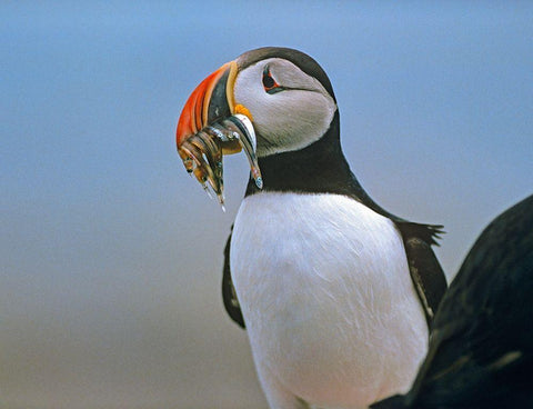 Atlantic Puffin II White Modern Wood Framed Art Print with Double Matting by Fitzharris, Tim