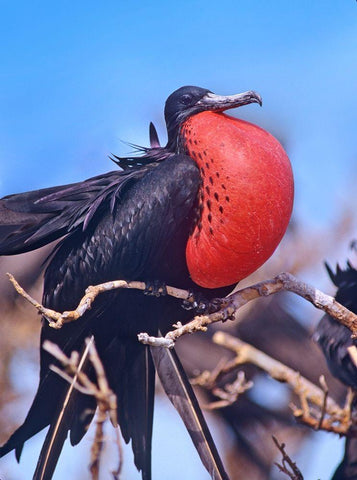 Magnificent Frigatebird in Courtship Display White Modern Wood Framed Art Print with Double Matting by Fitzharris, Tim