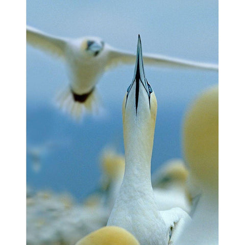 Northern Gannets at Rookery-Bonaventure Island-Quebec White Modern Wood Framed Art Print by Fitzharris, Tim