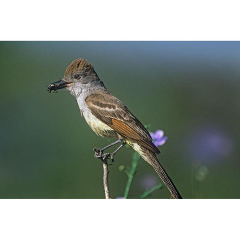 Ash-throated Flycatcher with Insect Black Modern Wood Framed Art Print by Fitzharris, Tim