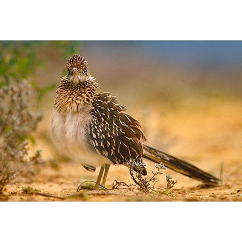 Greater Roadrunner Sunning Black Modern Wood Framed Art Print with Double Matting by Fitzharris, Tim