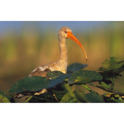 Immature White Ibis Gold Ornate Wood Framed Art Print with Double Matting by Fitzharris, Tim