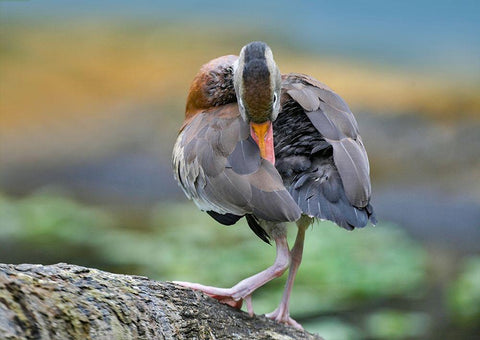 Black-bellied Whistling Duck Preening White Modern Wood Framed Art Print with Double Matting by Fitzharris, Tim