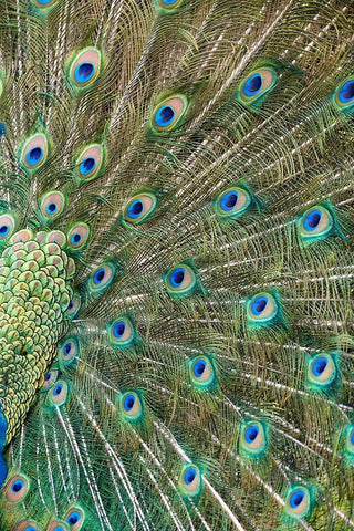 Peacock Feathers White Modern Wood Framed Art Print with Double Matting by Fitzharris, Tim