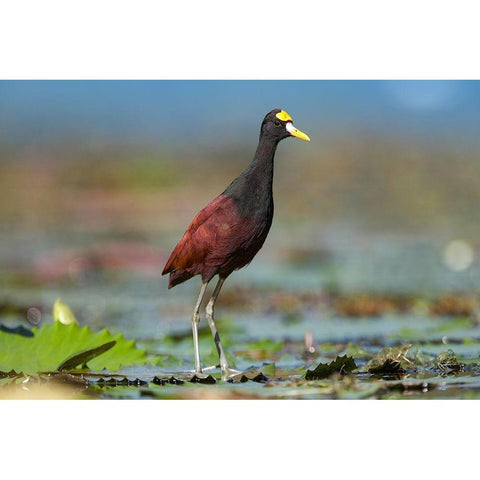 Northern Jacana III White Modern Wood Framed Art Print by Fitzharris, Tim