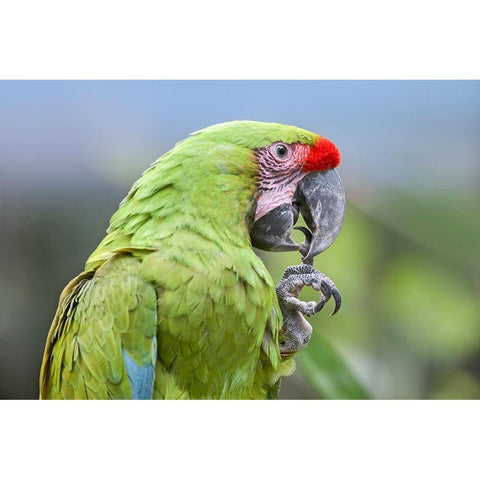 Buffon Macaw Black Modern Wood Framed Art Print with Double Matting by Fitzharris, Tim